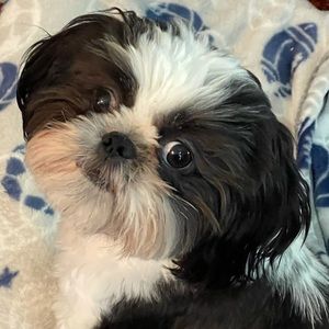 Meet your Posher, Judy